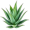 aloe5