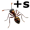 ants5