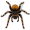 tarantula5