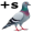 pigeons5