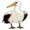 albatross5