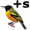 oriole5