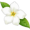 jasmine5