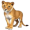 lioness5