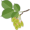 elm5