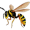 wasp5