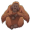 orangutan5