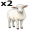 ewes5