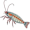 krill5