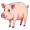 pig5