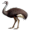 emu5
