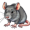 rat5