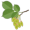 elm5
