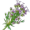 thyme5