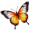 butterfly5