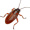 cockroach5