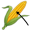 corn5