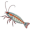 krill5