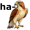 hawk5