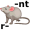 rodent5