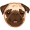 pug5