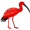 ibis5
