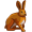 hare5
