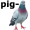 pigeon1