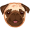 pug5