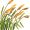 reed5