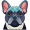 bulldog5