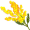 acacia5