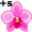 orchid5