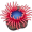 anemone5