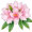 azaleas5