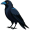 raven5