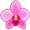 orchid5