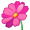 flower5