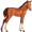 foal5