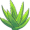 aloe5