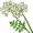 cumin5