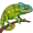 chameleon5