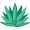 agave5