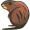 muskrat5