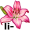 lily5