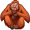 orangutan5