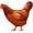 chicken5