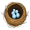 nest5