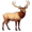 elk5