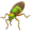 aphid5